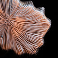 Gilt-Glazed Lotus Leaf Teetablett