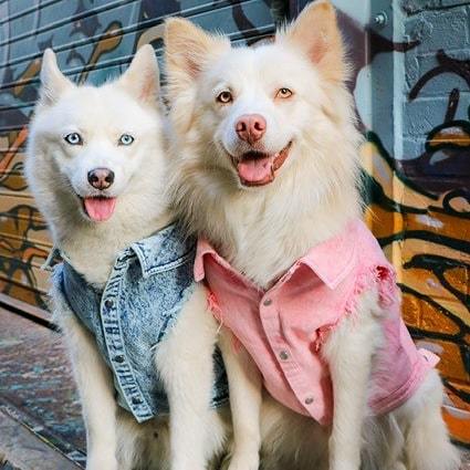 Hundeweste in Jeansoptik