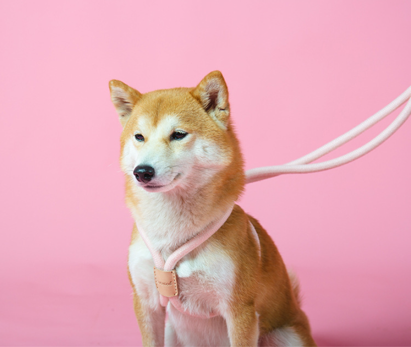Hunde-Rundseil-Leine – Bild 3 | LuxeStyle