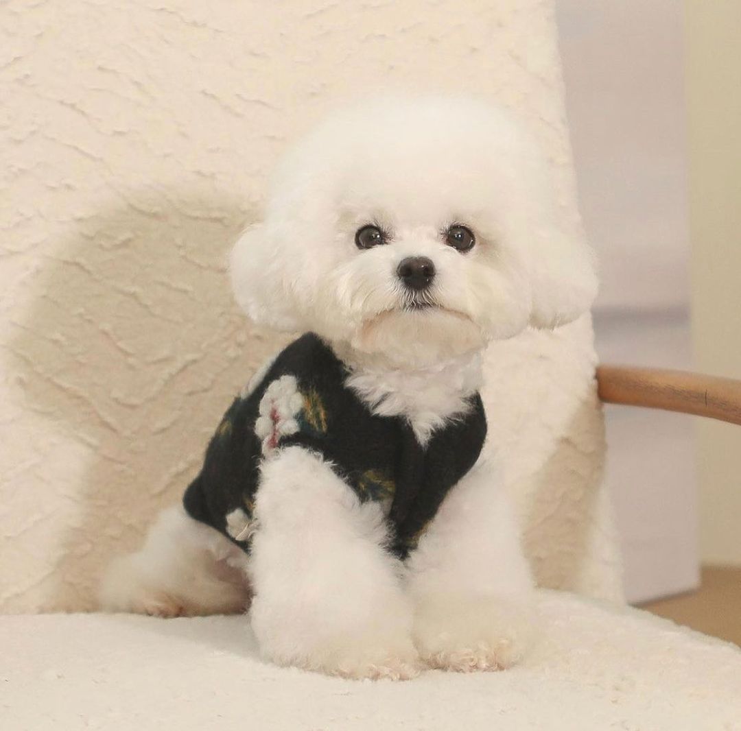 Hundestrickpullover aus Polyester mit Blumenmuster – Bild 2 | LuxeStyle