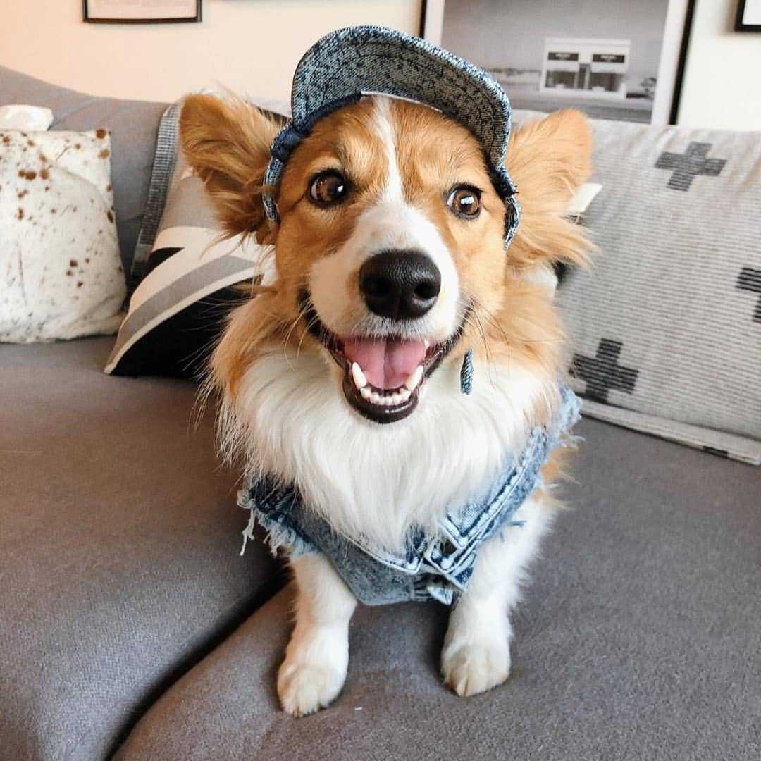 Hundeweste in Jeansoptik
