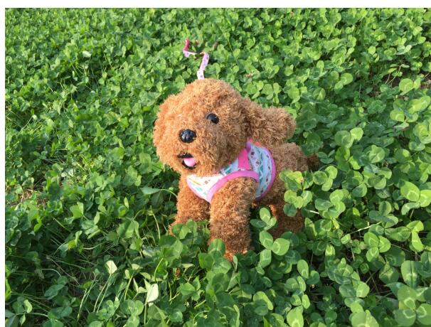 Hüftgurt für Hunde mit Streifenmuster – Bild 11 | LuxeStyle