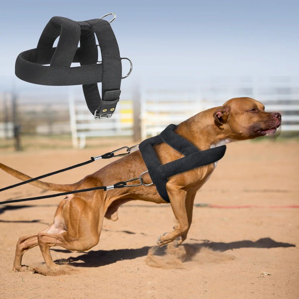 Hundegeschirr mit Polsterung – Bild 8 | LuxeStyle