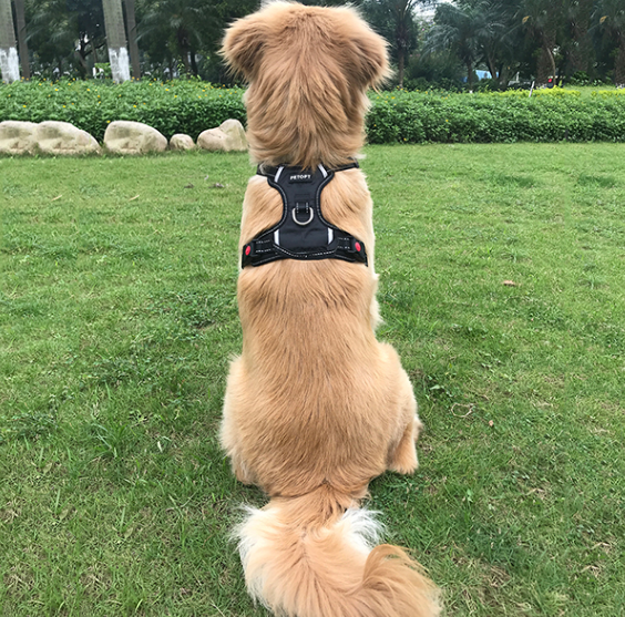 Hunde-Overall aus Polyester – Bild 2 | LuxeStyle