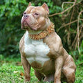 Halskette für Hunde mit Leopardenmuster | LuxeStyle