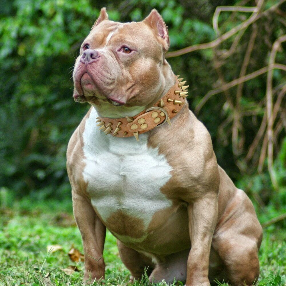 Halskette für Hunde mit Leopardenmuster | LuxeStyle