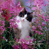 Modell: Modell 4