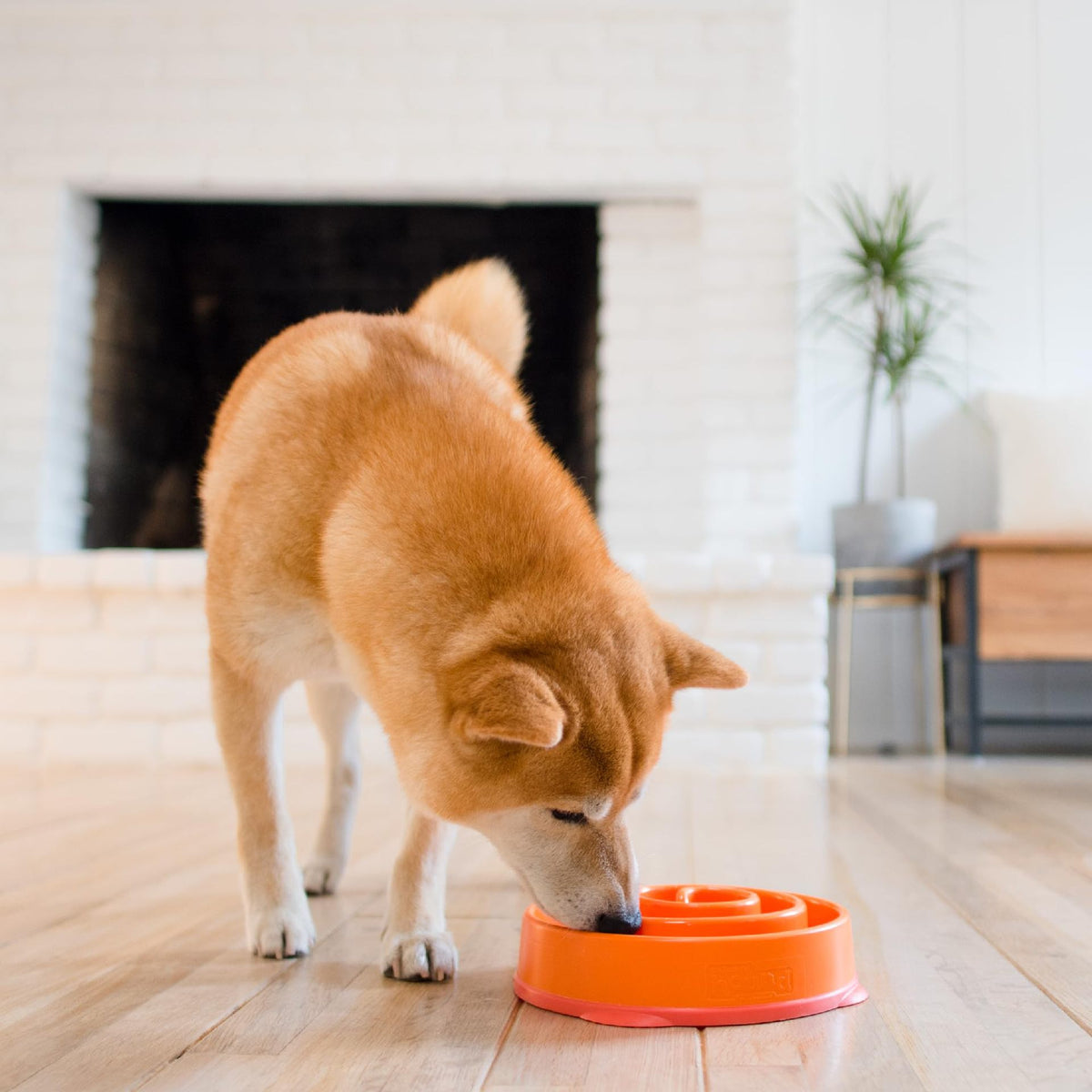 Langsamer Trinkschüssel für Hunde – Silikon, 22,2 cm – Bild 6 | LuxeStyle