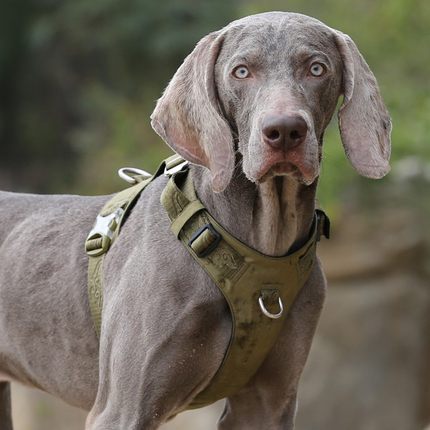 Truelove Hundegeschirr, reflektierend, gepolstert | LuxeStyle