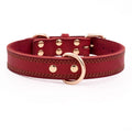 Lederverstärkter Hundehalsband – Bild 1 | LuxeStyle