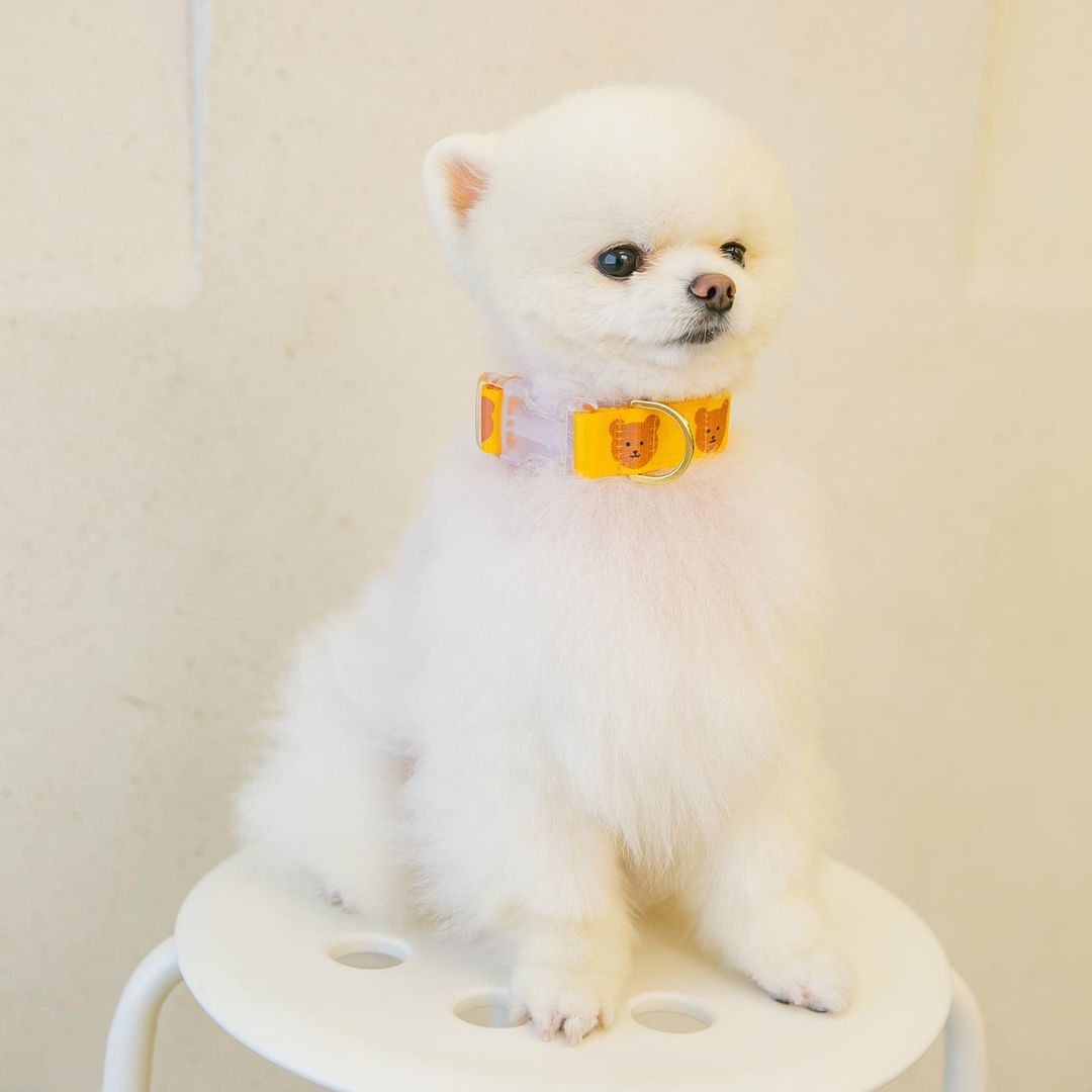 Kartoon-Halsband für Hunde – Bild 2 | LuxeStyle