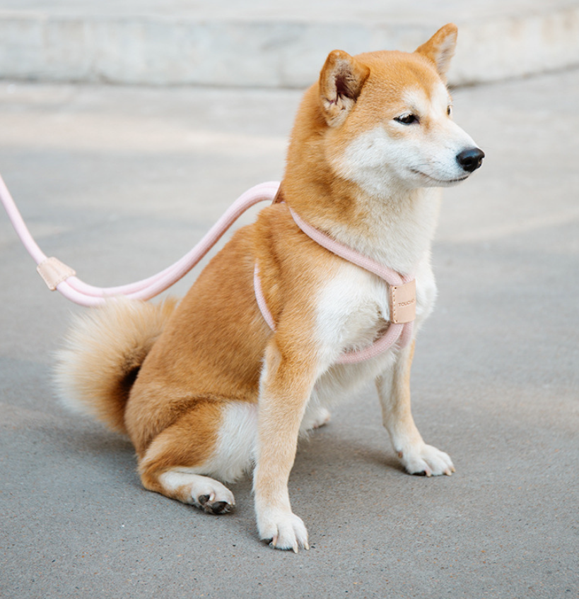 Hunde-Rundseil-Leine – Bild 4 | LuxeStyle