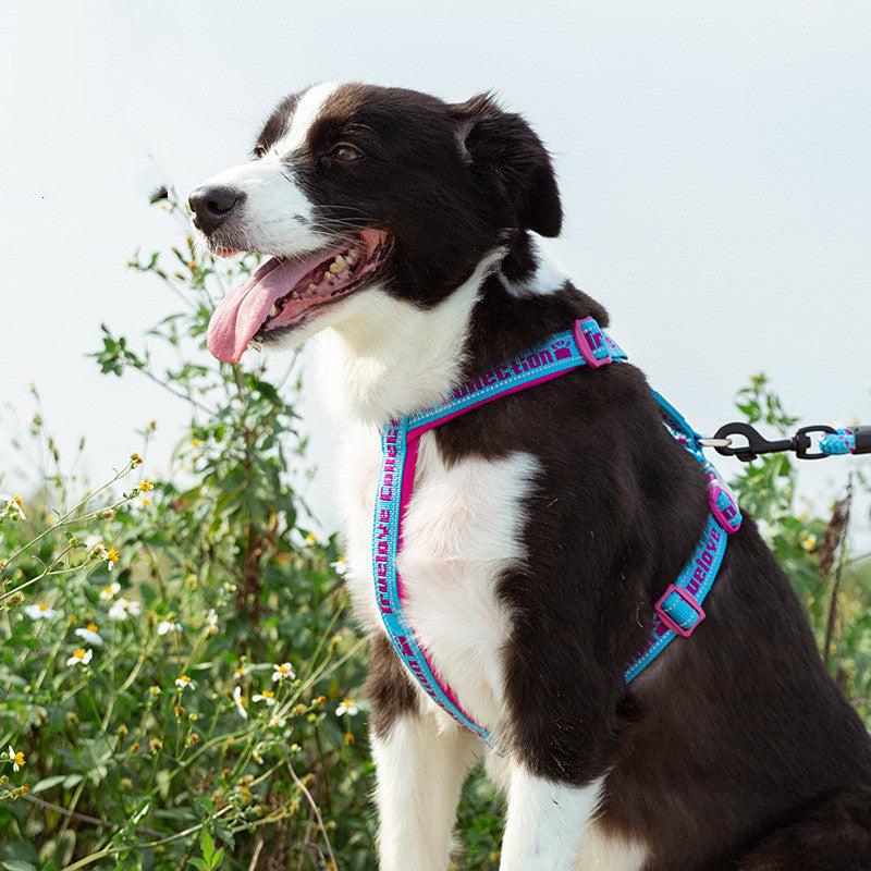 Hundegeschirr Reflektierend mit Neoprenpolsterung – Bild 9 | LuxeStyle