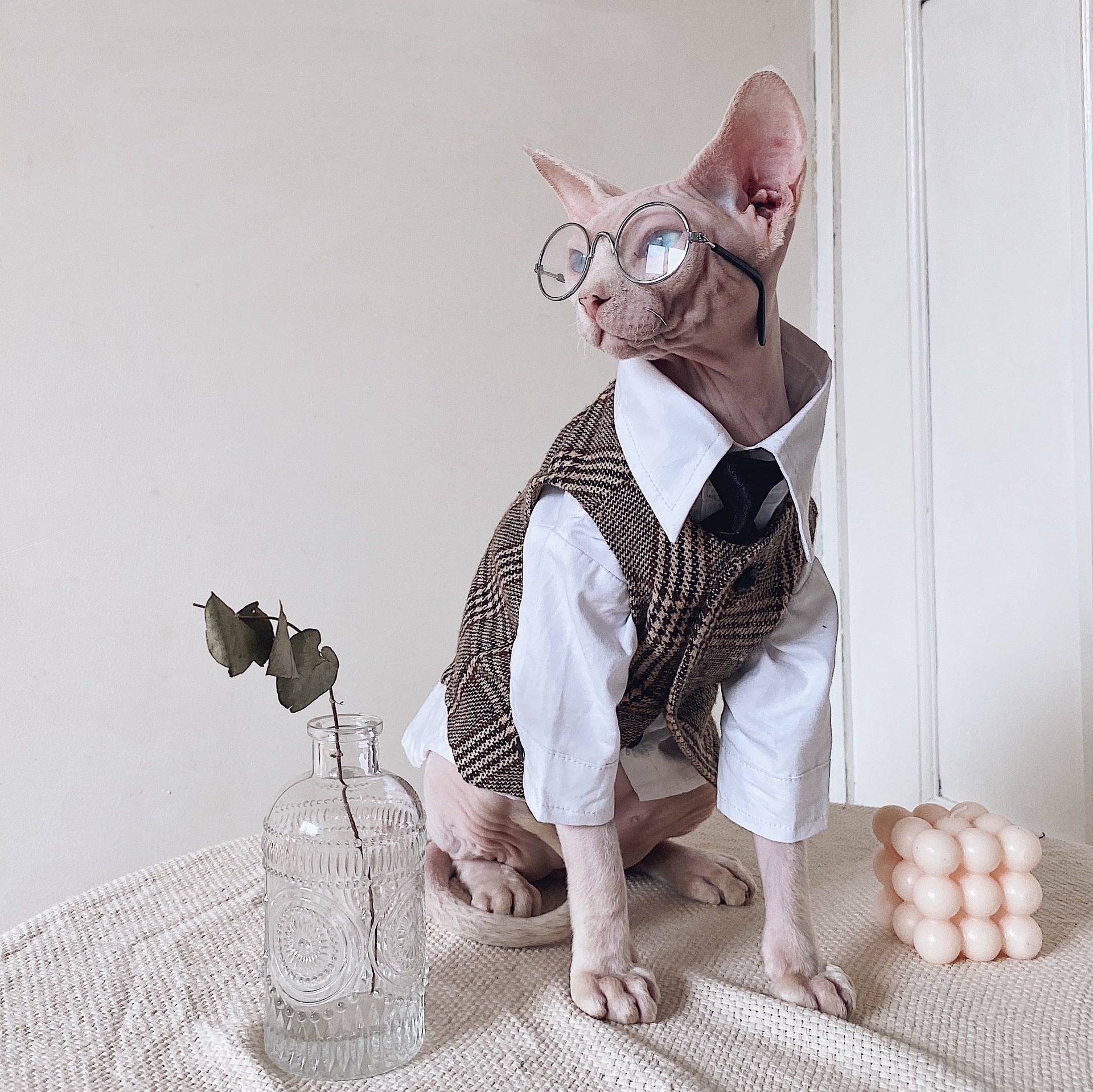 Anzug für haarlose Katzen