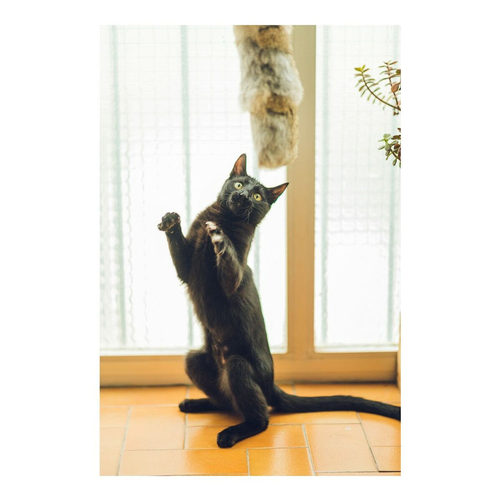 Katzenspielzeug Gloria Gehry Kissen (40 x 11 cm) – LuxeStyle Schweiz