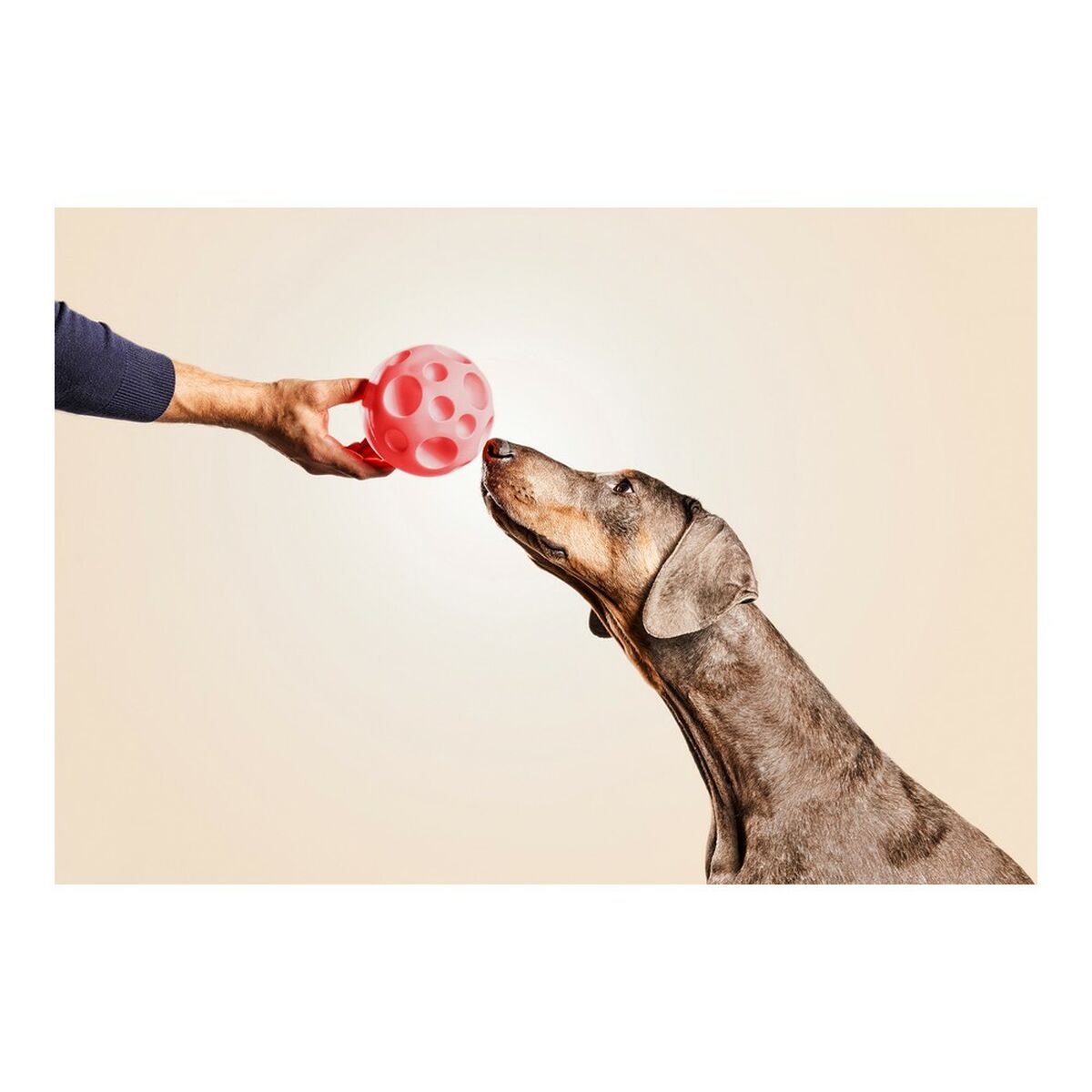 Hundespielzeug Gloria Ausgabegerät Süßigkeiten 12 cm – LuxeStyle Schweiz