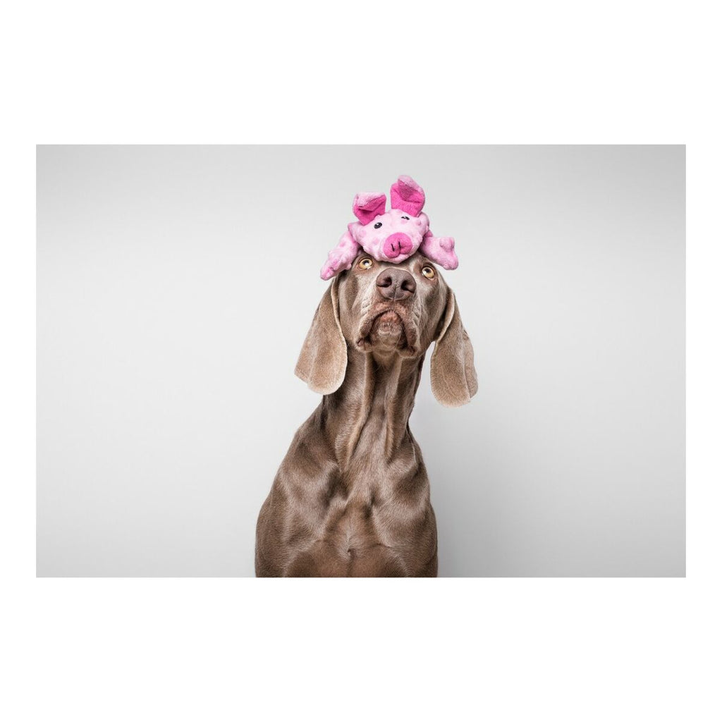 Kuscheltier für Hunde Gloria Dogmonsters Rosa 100 % polyester Schwein 34 x 9 cm