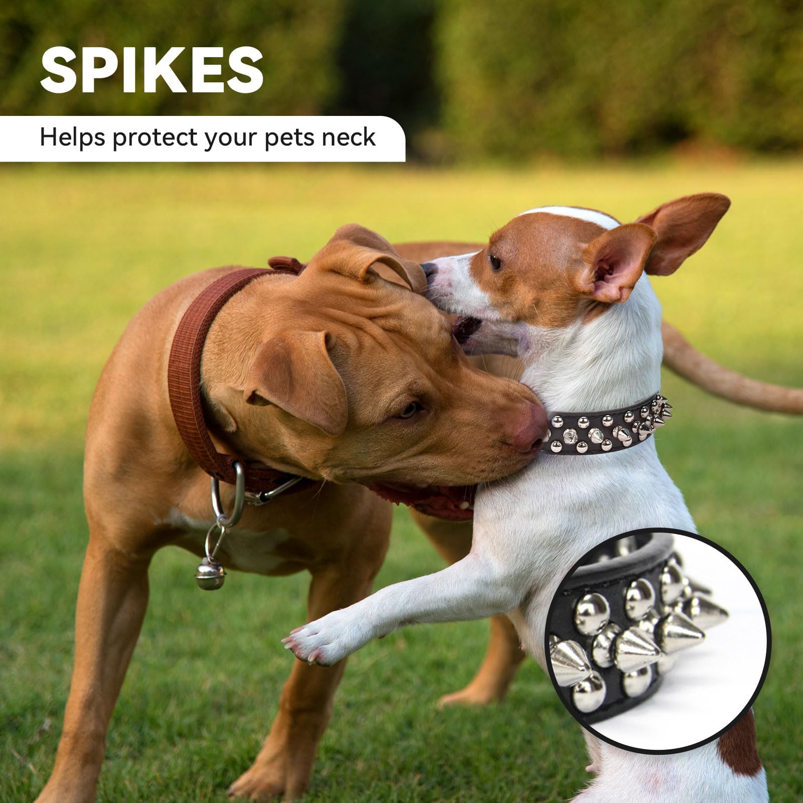 Stachelhalsband für kleine Hunde
