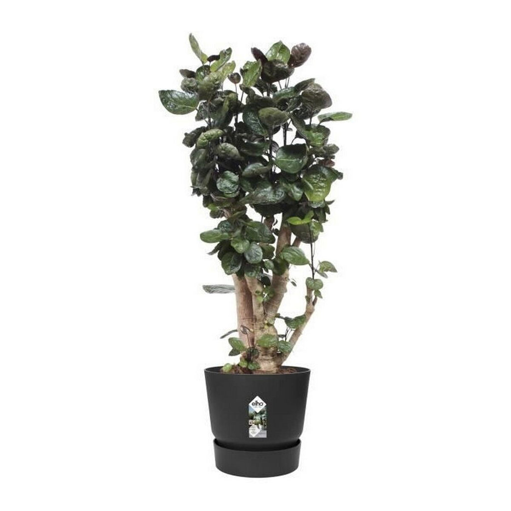 Blumentopf Elho Greenville Schwarz Kunststoff rund kreisförmig Ø 40 cm