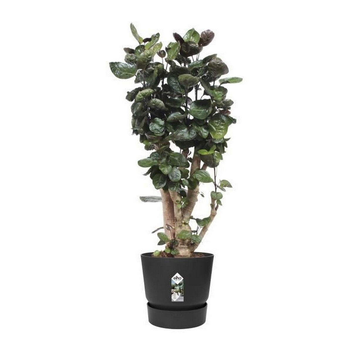 Blumentopf Elho Greenville Schwarz Kunststoff rund kreisförmig Ø 40 cm