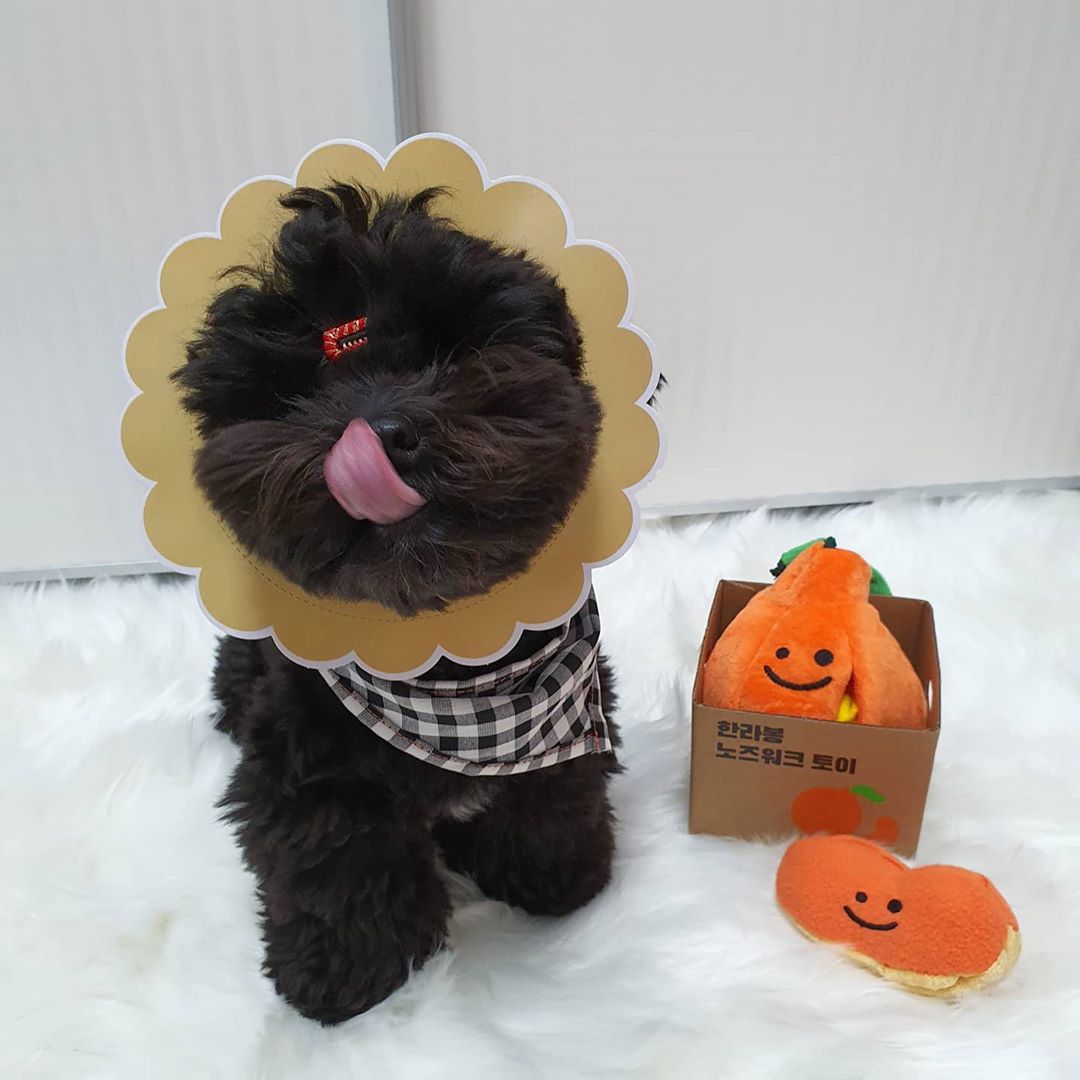 Ugly Orange Schnüffelspielzeug für Hunde – Bild 3 | LuxeStyle