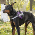 Hunde-Geschirr-Leine