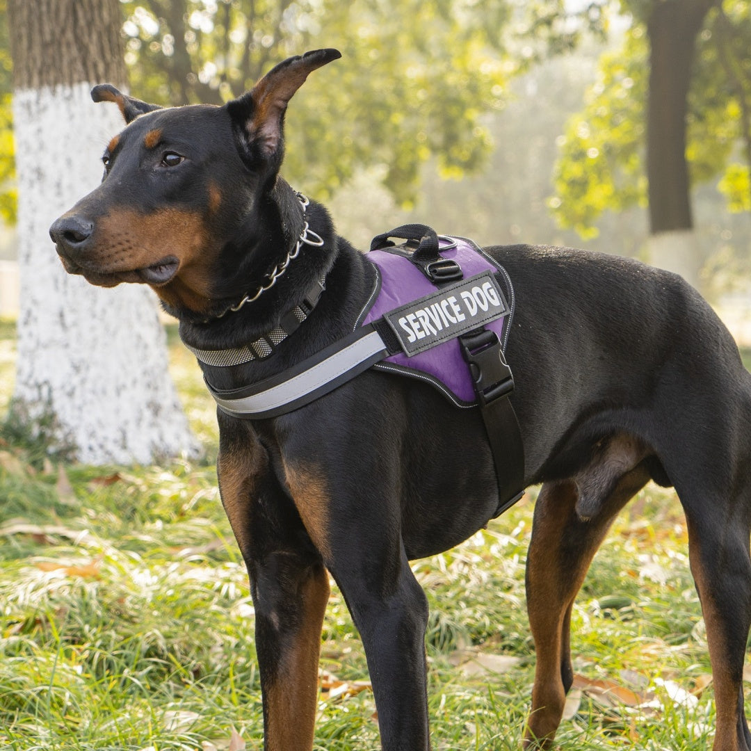 Hunde-Geschirr-Leine