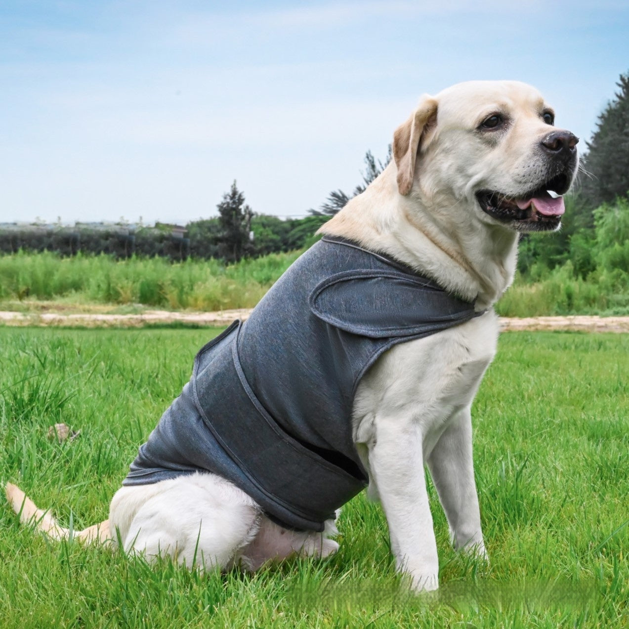 Beruhigende Hunde-Bekleidung für Trennungsangst
