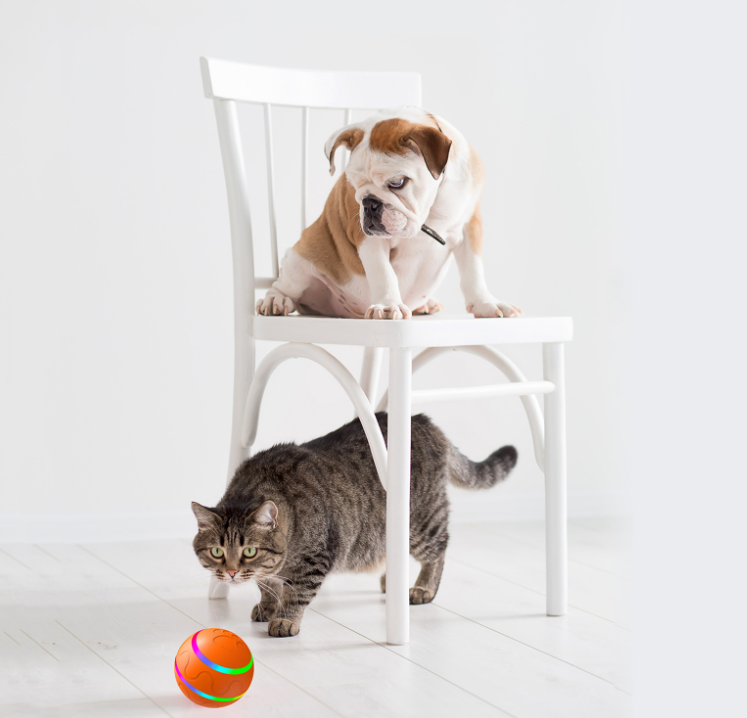 Intelligente Katzenkugel