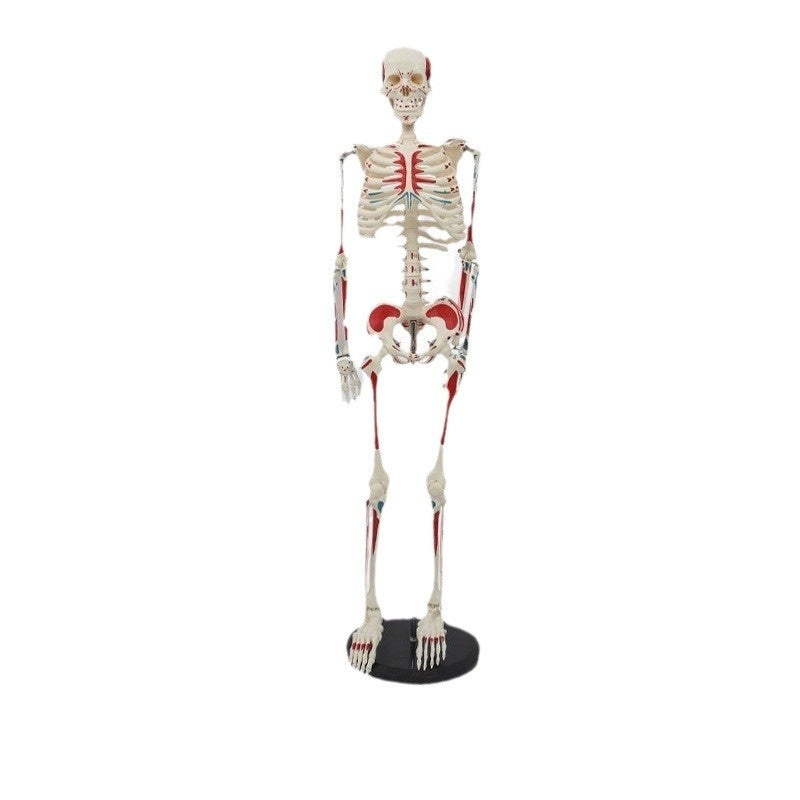 Menschliches Skelett Biologie Lehrmodell