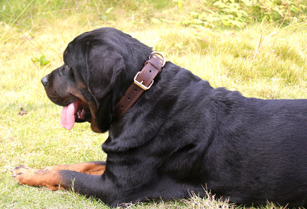 Retro Lederhalsband für mittelgrosse bis grosse Hunde – Bild 3 | LuxeStyle