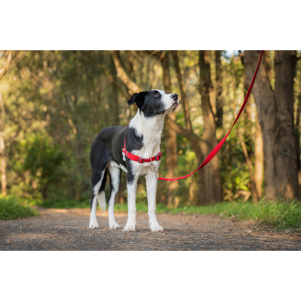 Hundegeschirr «Red Dingo» Rot (L)