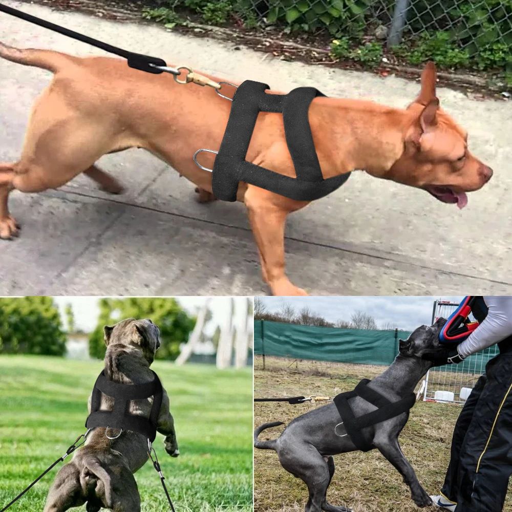 Hundegeschirr mit Polsterung – Bild 10 | LuxeStyle