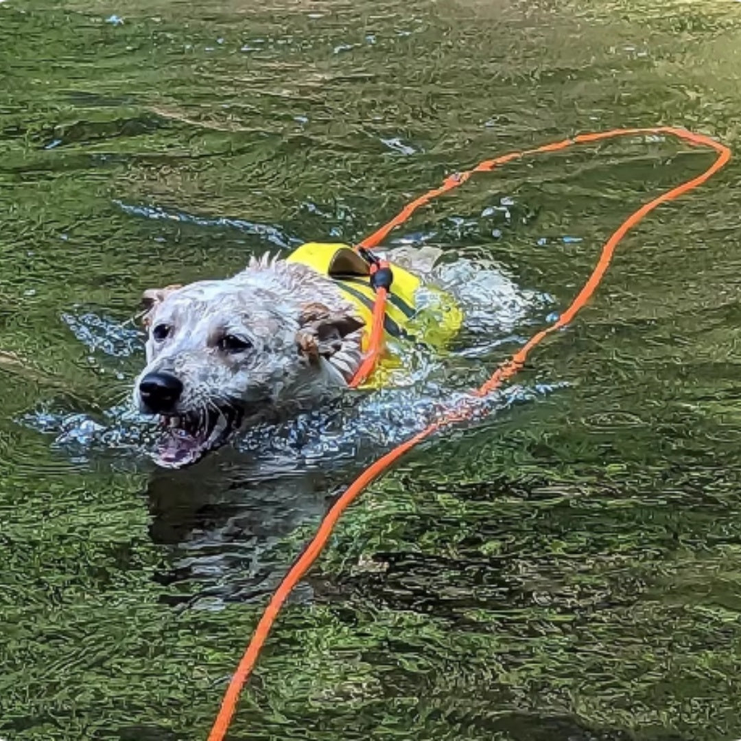 Lange Hundeleine für Wasseraktivitäten