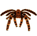 Haarige Tarantel