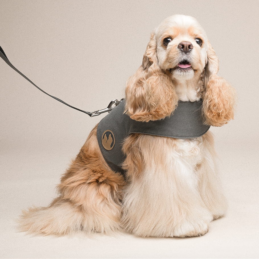 Hundegeschirr mit Leine für kleine Hunde – Bild 6 | LuxeStyle