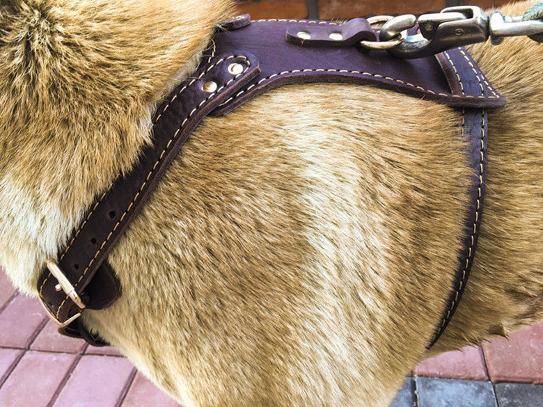 Doppellagiges Rindsleder Brust- und Rückengeschirr – Bild 7 | LuxeStyle
