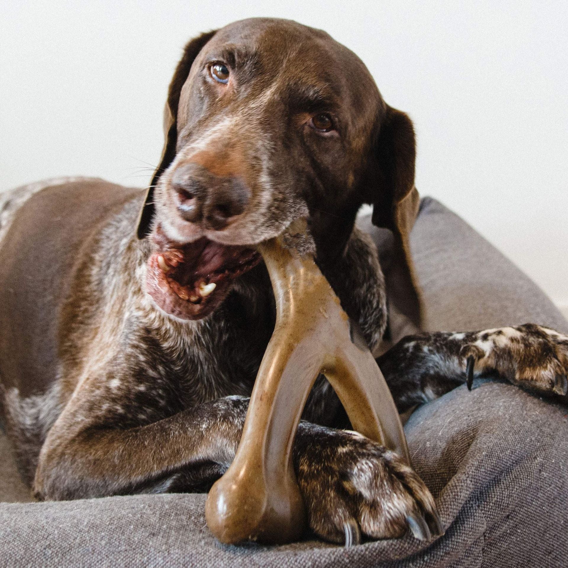 Dauerhafte Kauwurst für Hunde