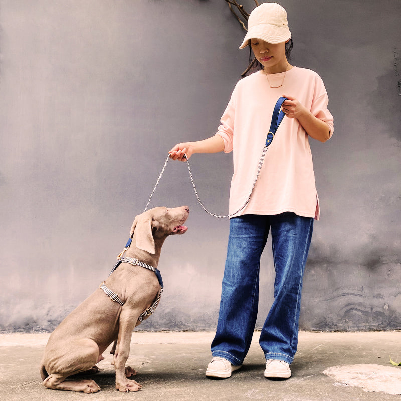 Halsband oder Brustgeschirr mit Leine für Hunde – Bild 7 | LuxeStyle
