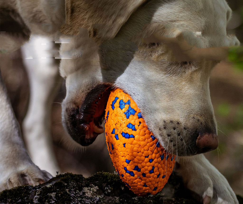 Fussball-Kauspielzeug für Hunde – Bild 2 | LuxeStyle