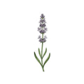 Sticker «Flower Lavender» – LuxeStyle Schweiz