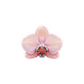 Sticker «Flower Orchid» – LuxeStyle Schweiz