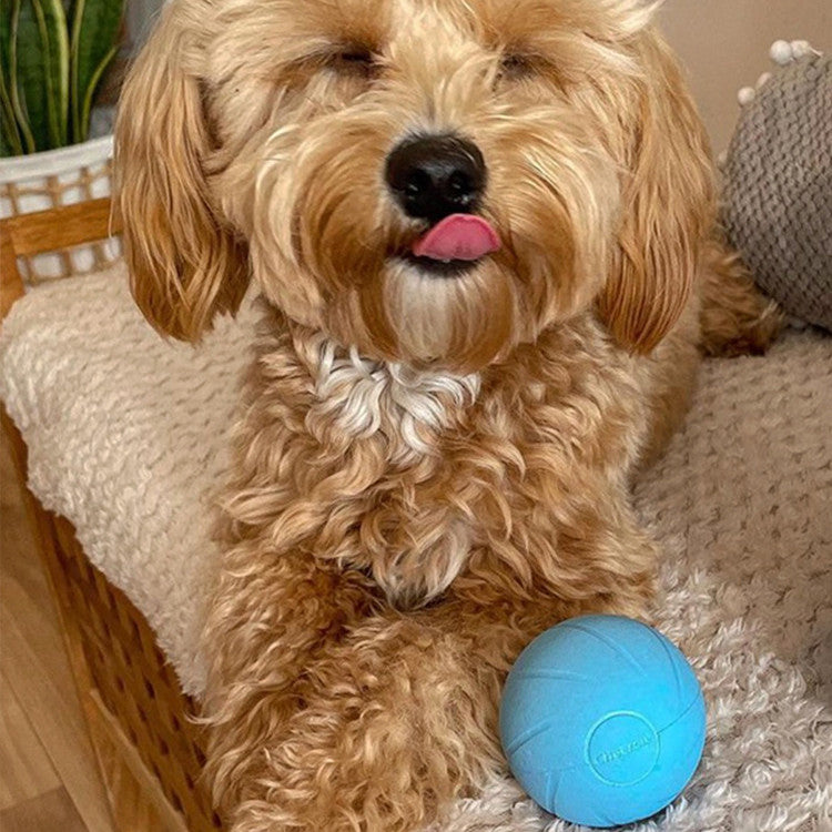 Interaktives Haustierspielzeug für Hund & Katze – Bild 2 | LuxeStyle
