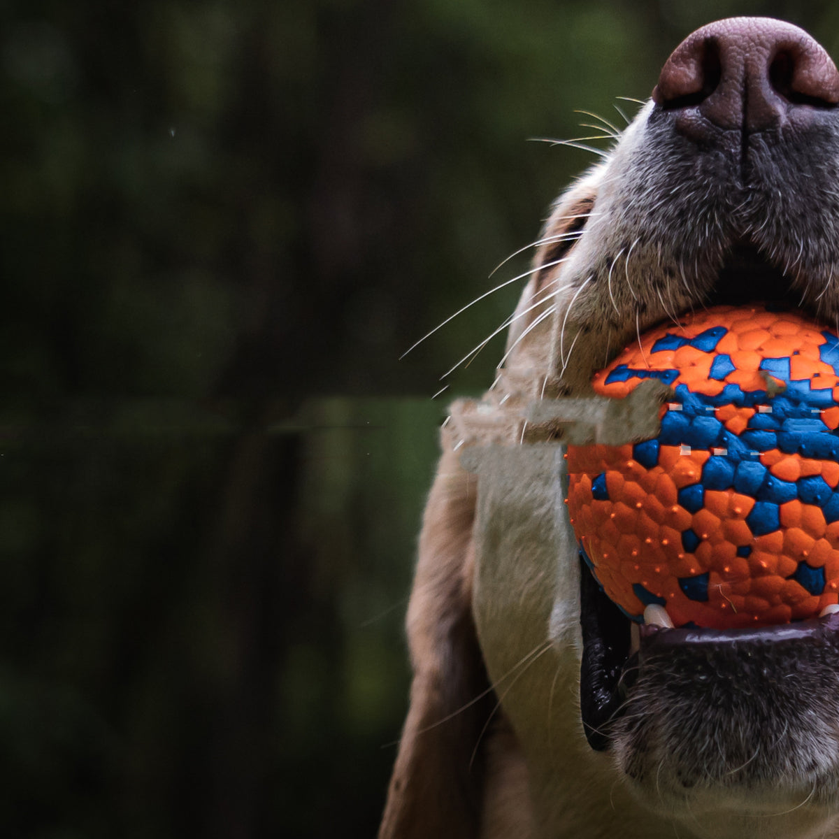 Robustes Kauspielzeug für Hunde – Burst Ball – Bild 4 | LuxeStyle
