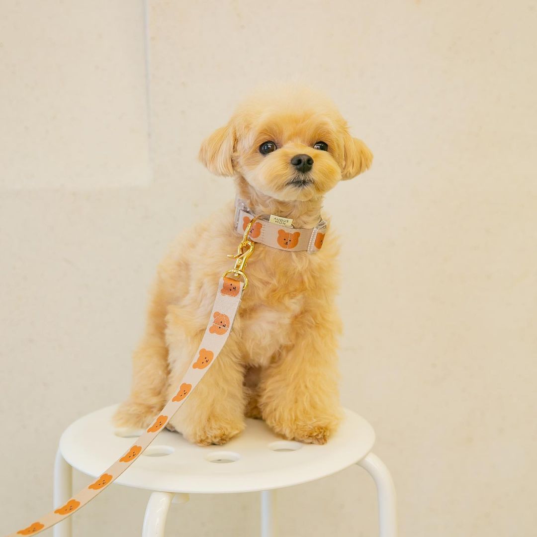 Hübsche Hunde-Leine mit Bären-Motiv – Bild 5 | LuxeStyle