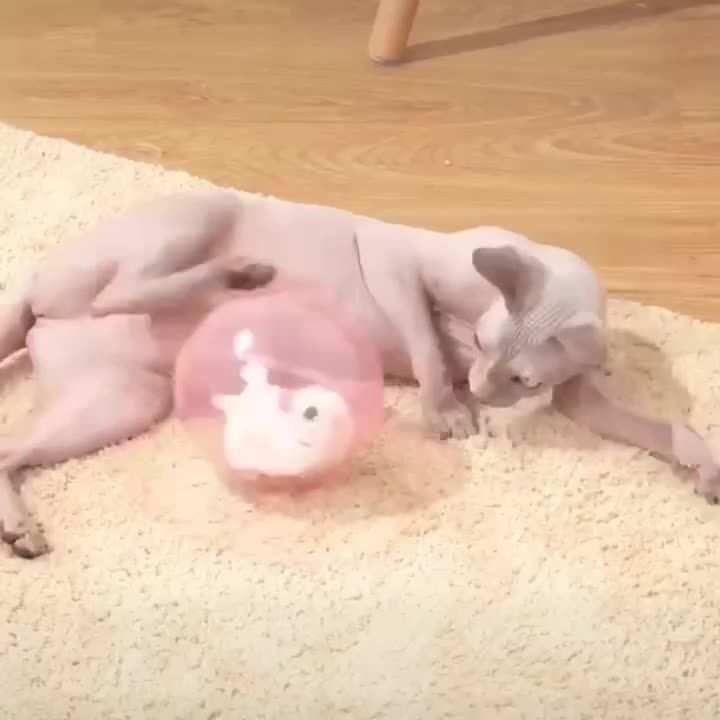 Elektrischer Rollball für Katzen (Hamster/Hase) – Bild 1 | LuxeStyle