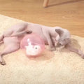 Elektrischer Rollball für Katzen (Hamster/Hase) – Bild 1 | LuxeStyle