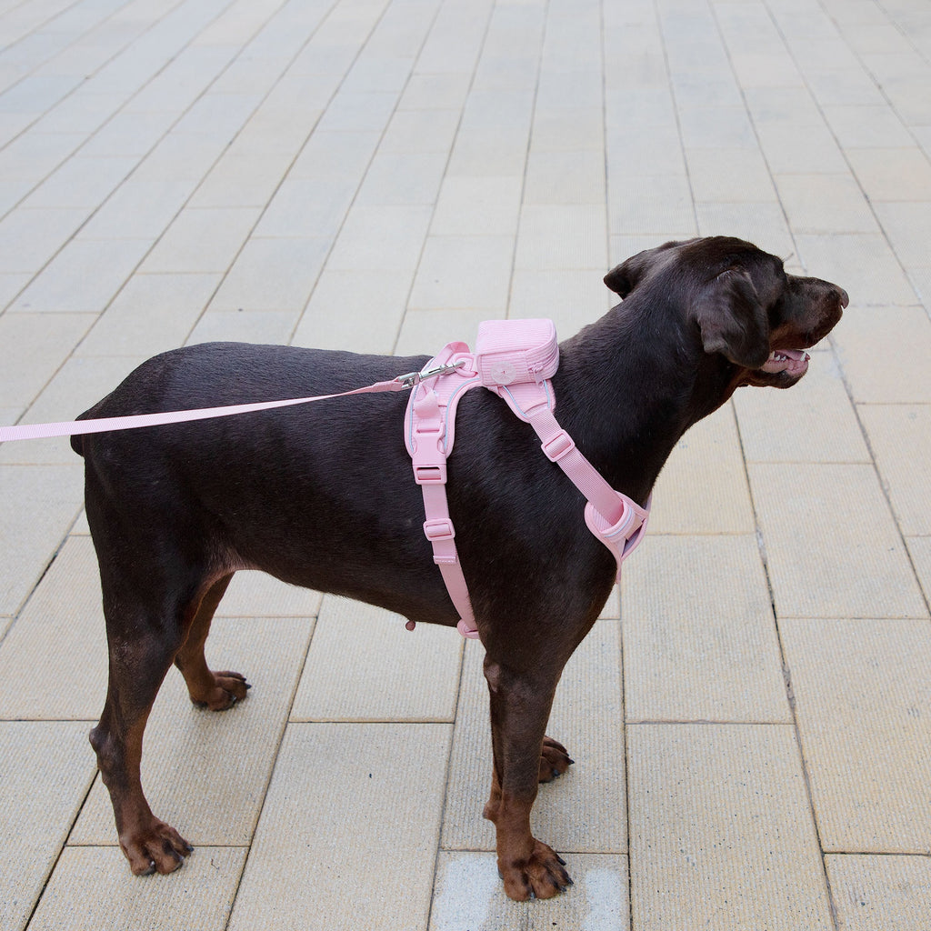 Hundegeschirr-Set aus Cord, Rosa – Bild 5 | LuxeStyle