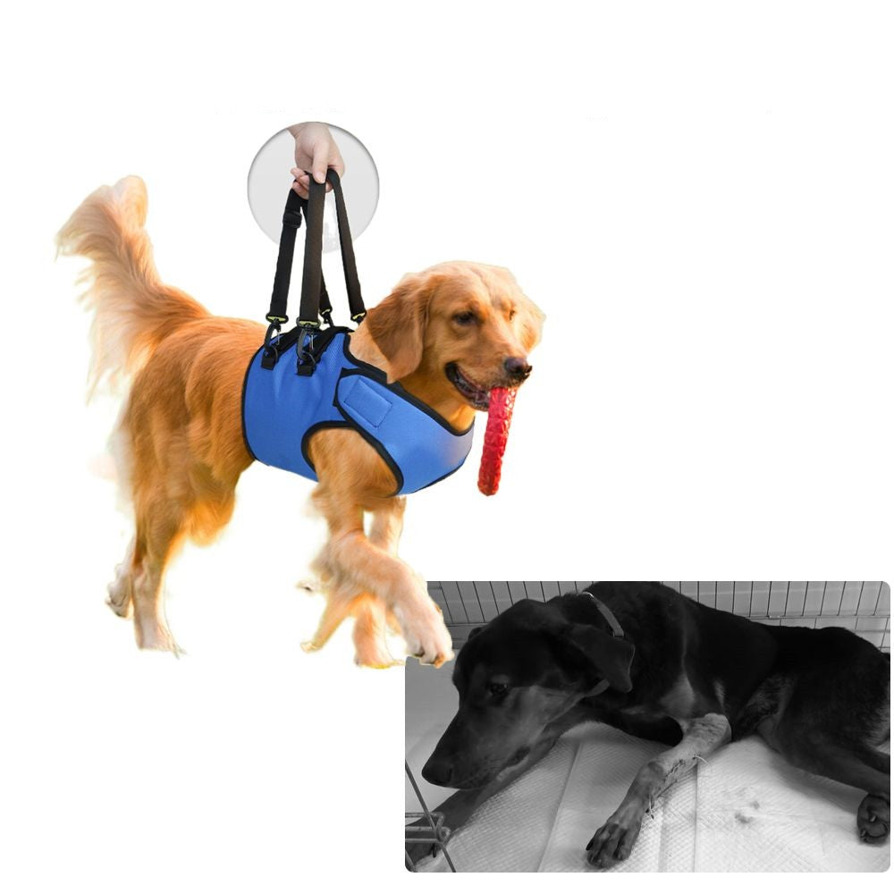 Hundegeschirr für Rehabilitation und Training – Bild 3 | LuxeStyle