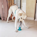 Kaufeesistenter Hundespielball
